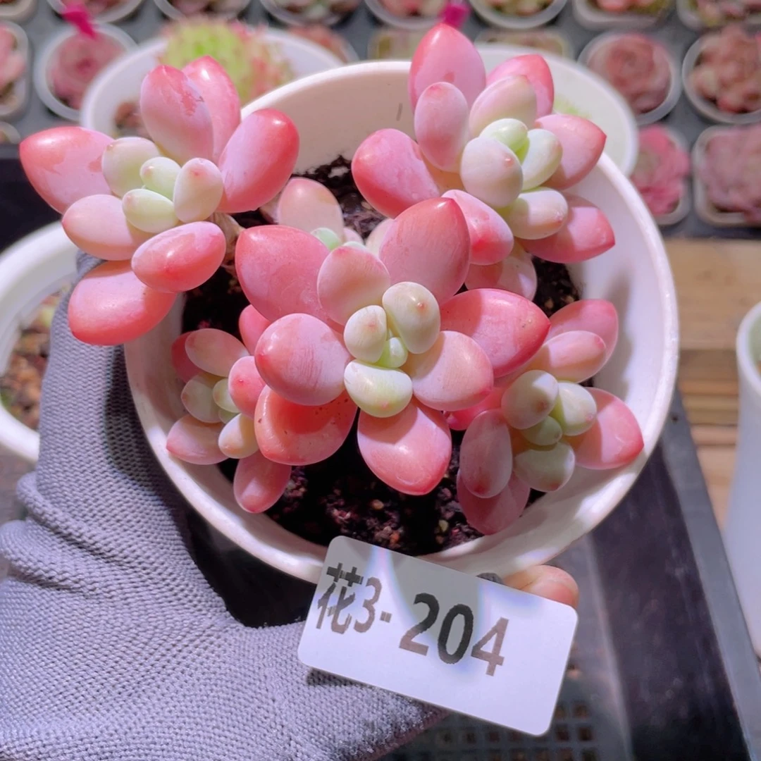 花利美 3-204洛神群