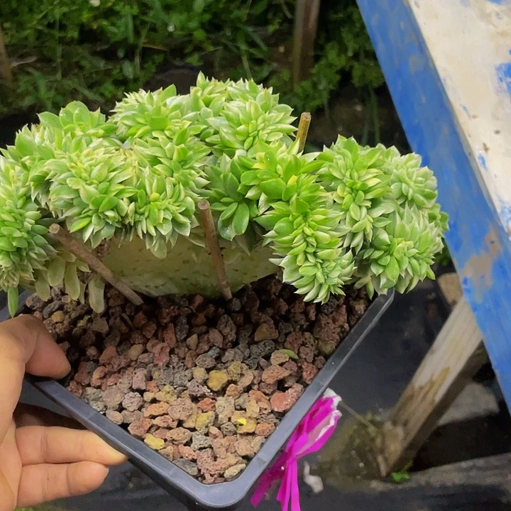 麦秆锦缀化哦哦哦哦