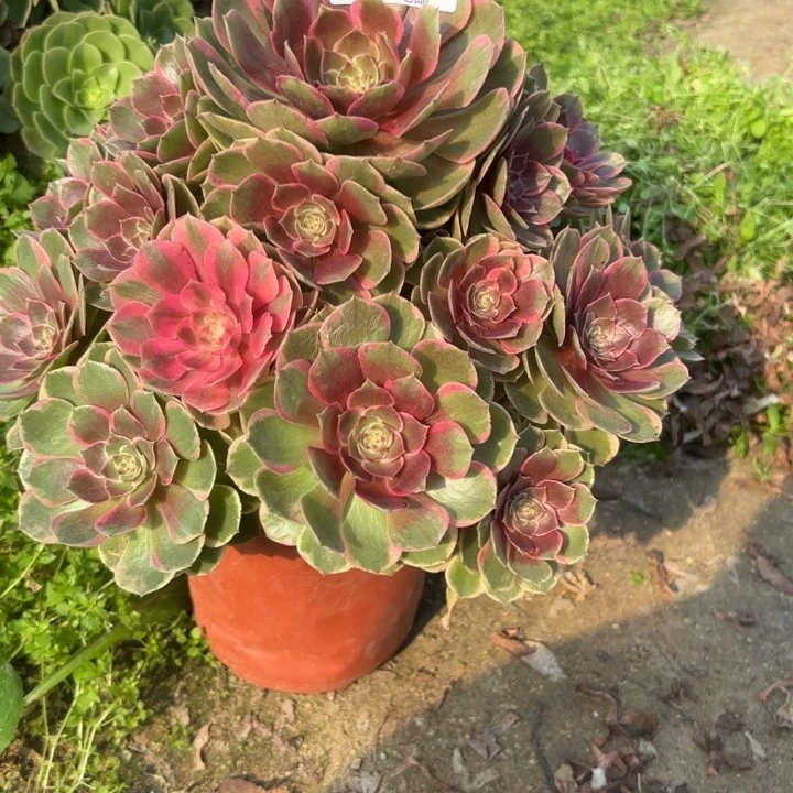 瑞妈，。。。。139粉花妖，
