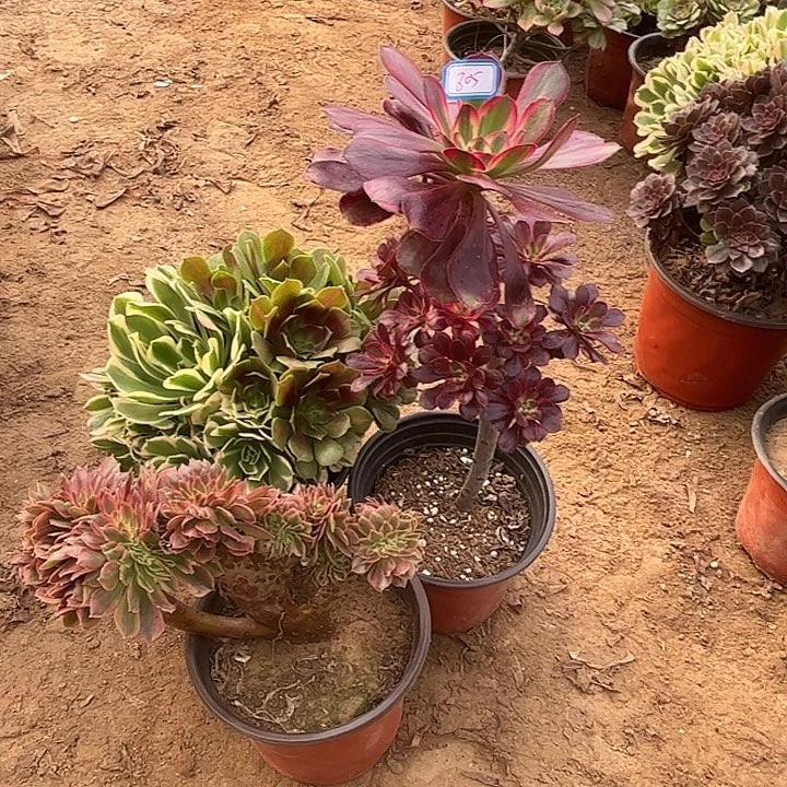 805多肉植物组合瑕疵特价，