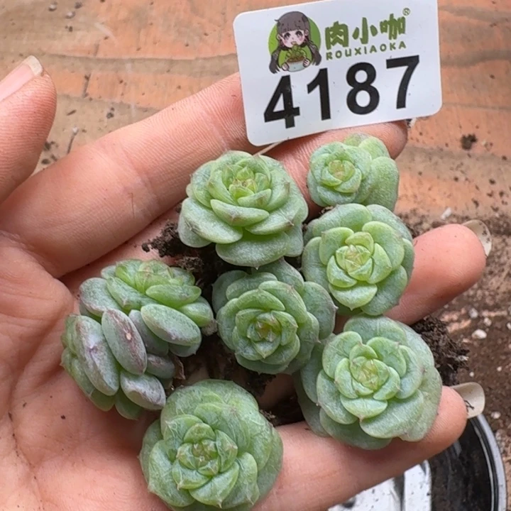 L***n无花朵多肉植物多肉植物