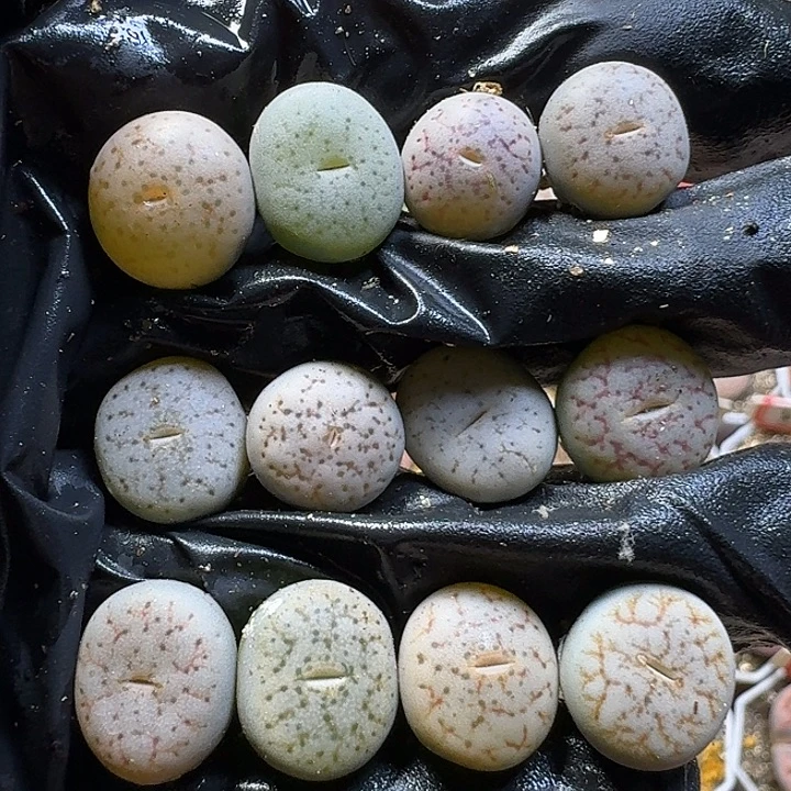 生石花111111。 110