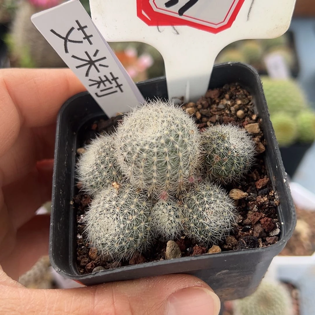 兰*39往事多肉园仙人球