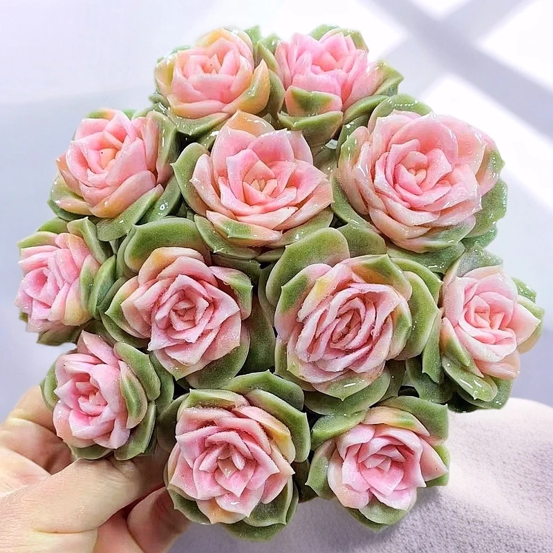 T【戴安娜香槟玫瑰】11-12cm稀有品种可水培 室内不褪色云南包售后