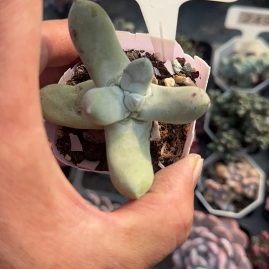 280拇指多肉植物多