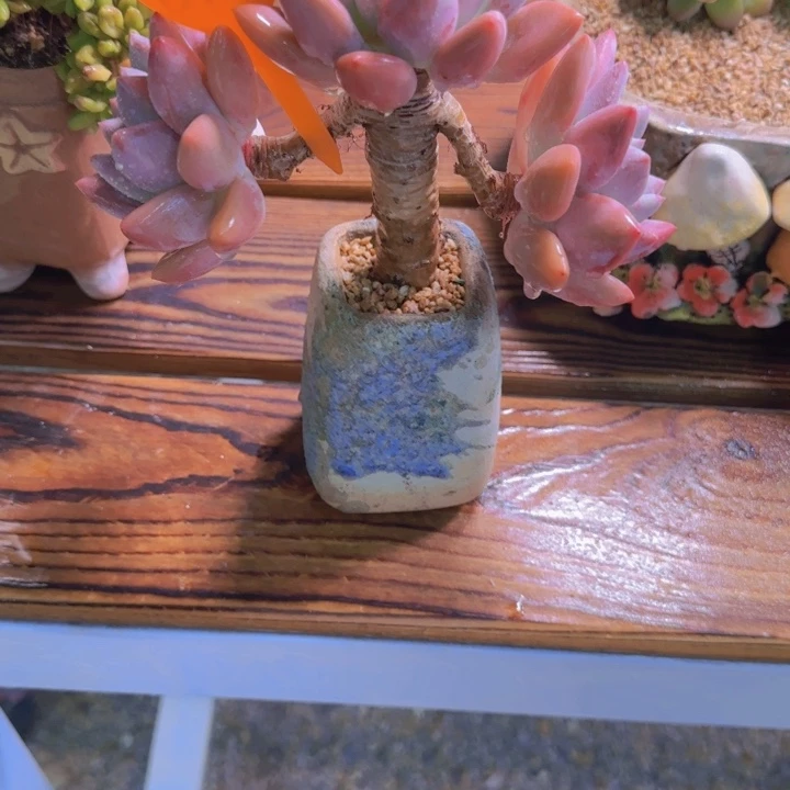 恩***宝825多肉植物一物一拍