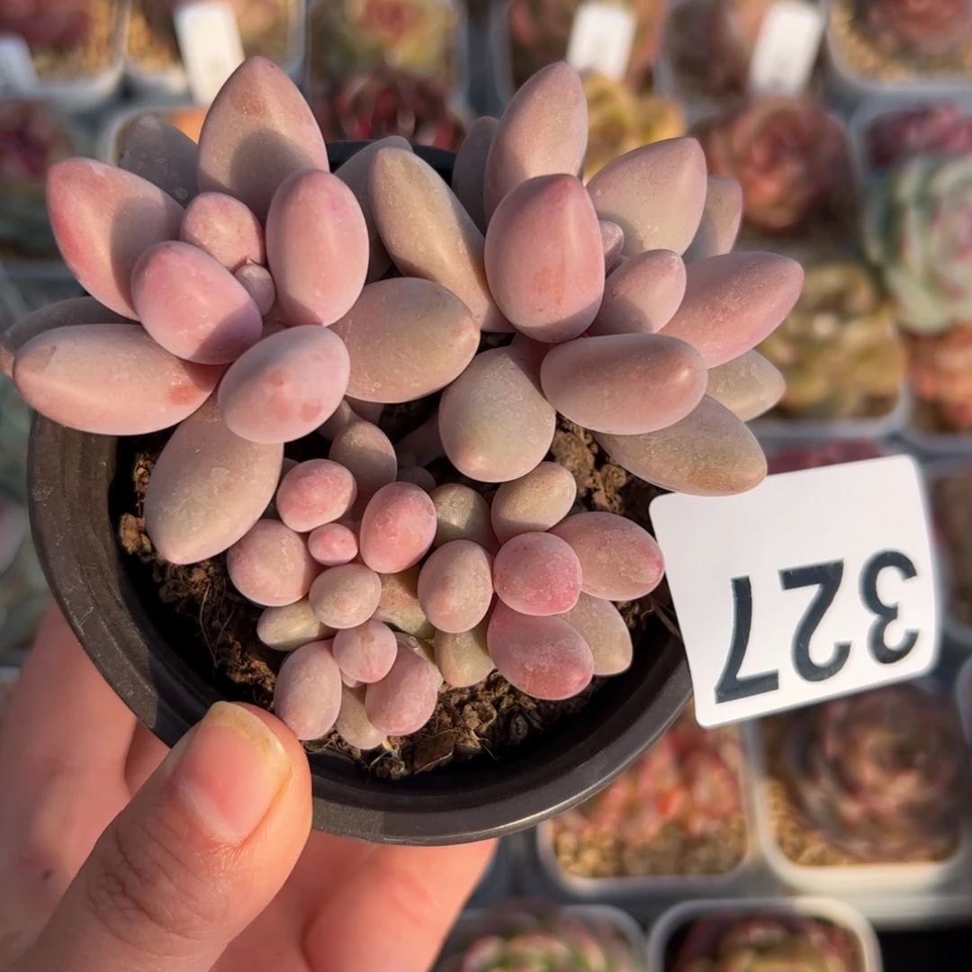 果***?327 多肉植物组合盆栽