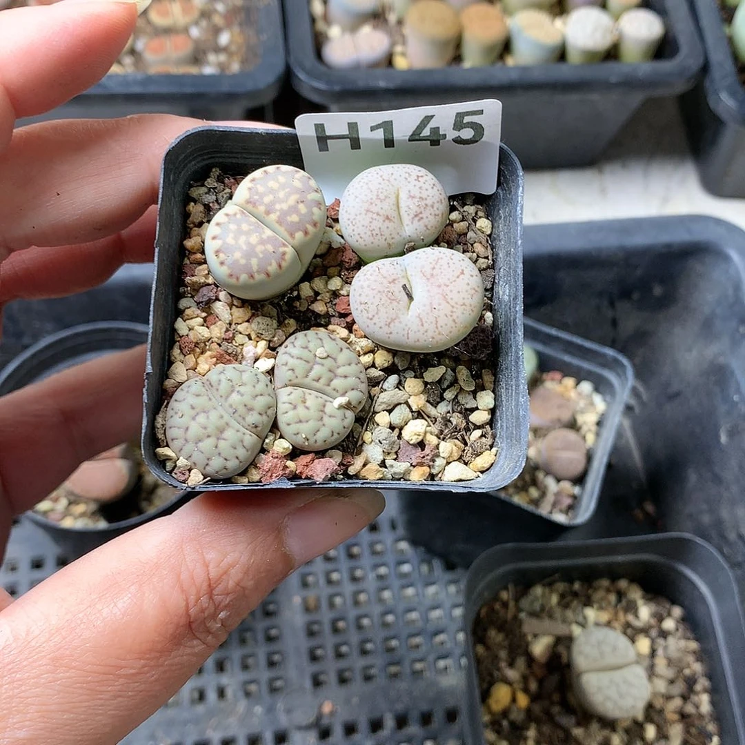 @****饰H145多肉植物保护
