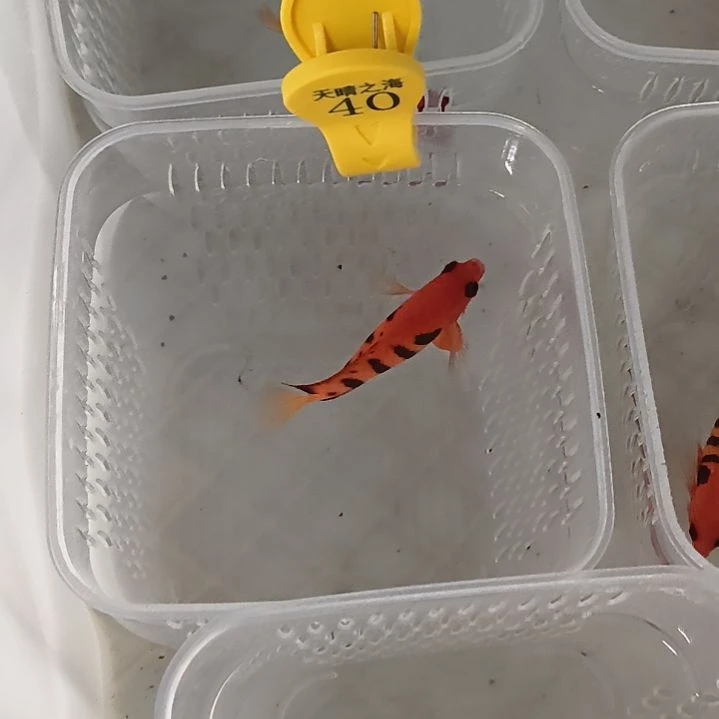 海水40号火焰仙 定制链接 带运费包装