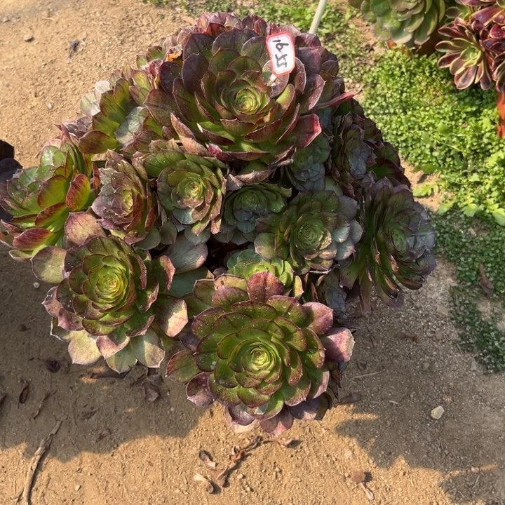 16-55黑膜多肉植物