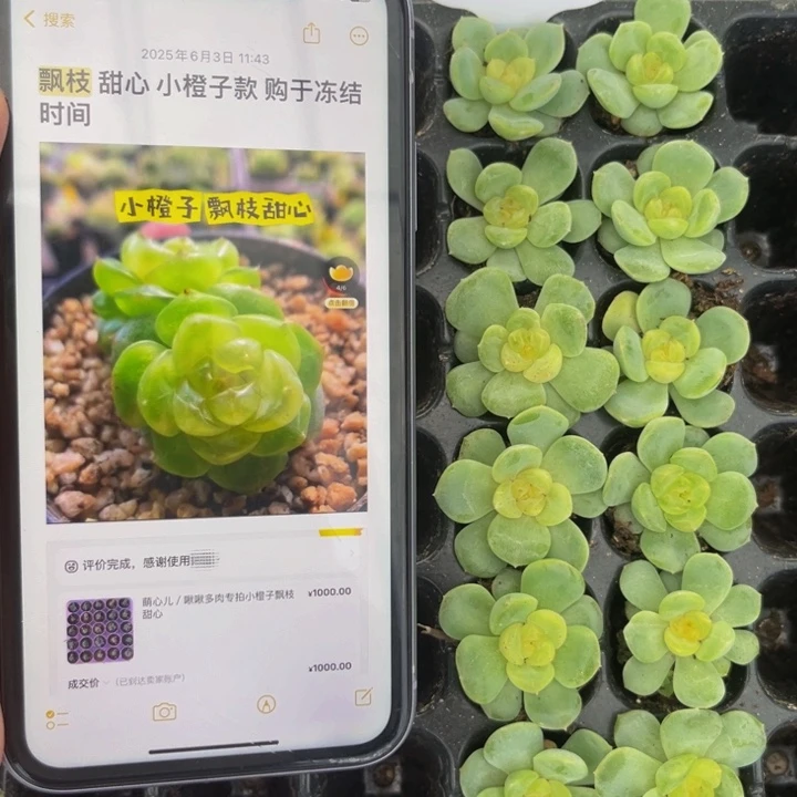 舟舟云间，满9.9元包邮