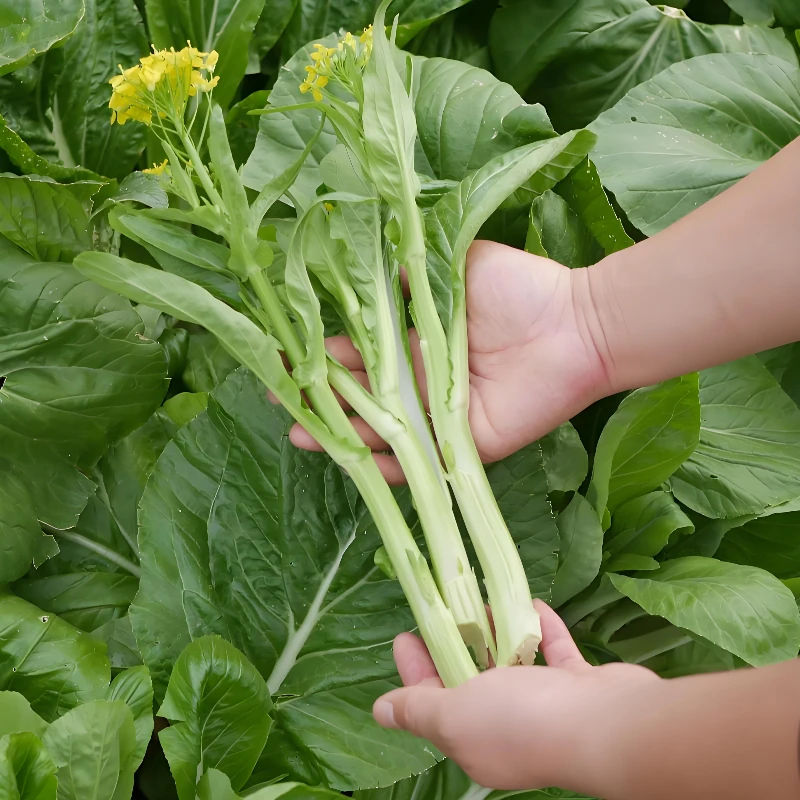 四季白菜苔种子四季白菜阳台白菜种子庭院家庭种植菜种子蔬菜种子