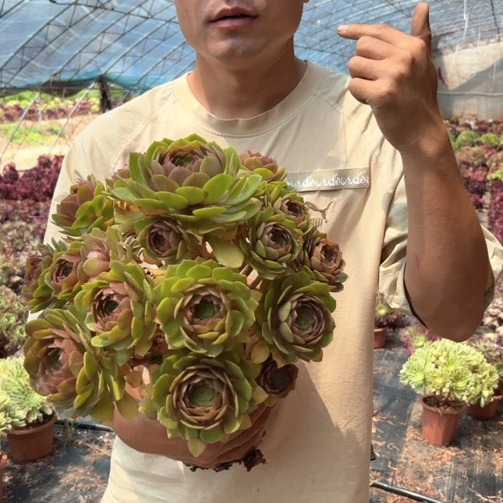 精品雨荷好看好养