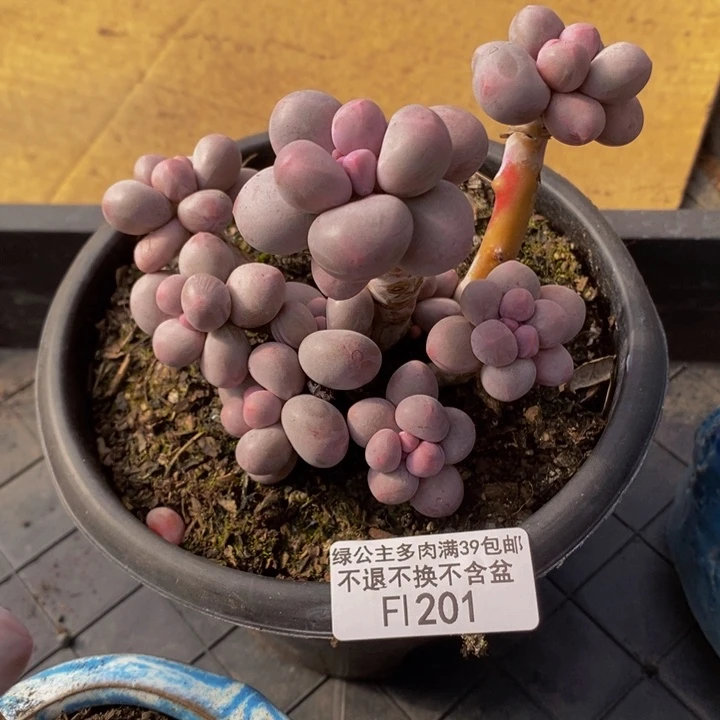 香水手指奶10cm201多肉植物