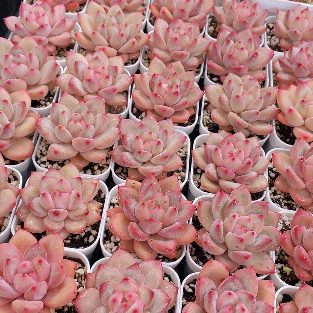 量拍111号 香克斯美人单头一个