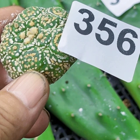 356龟甲兜一物一图如图