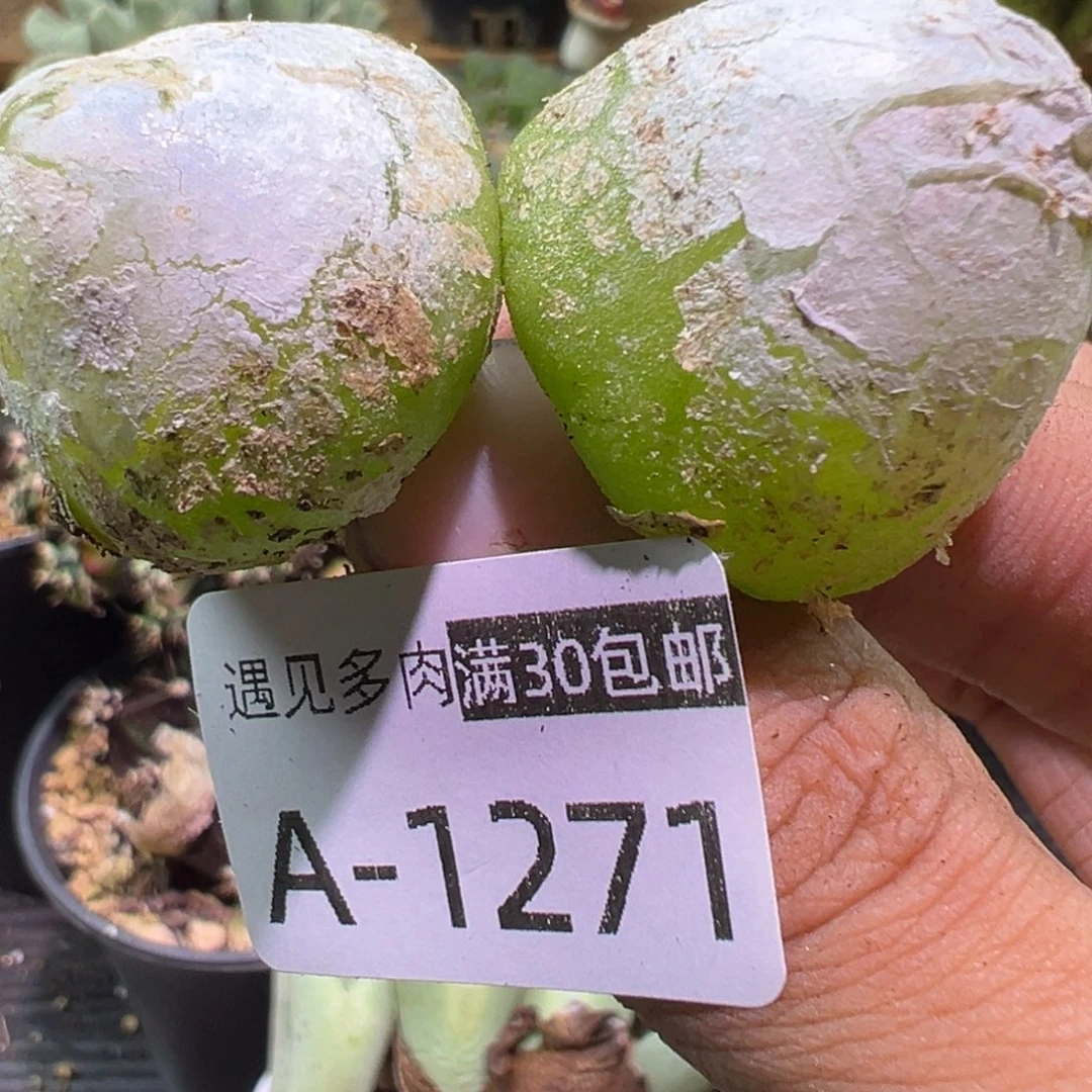 多肉植物11111111111