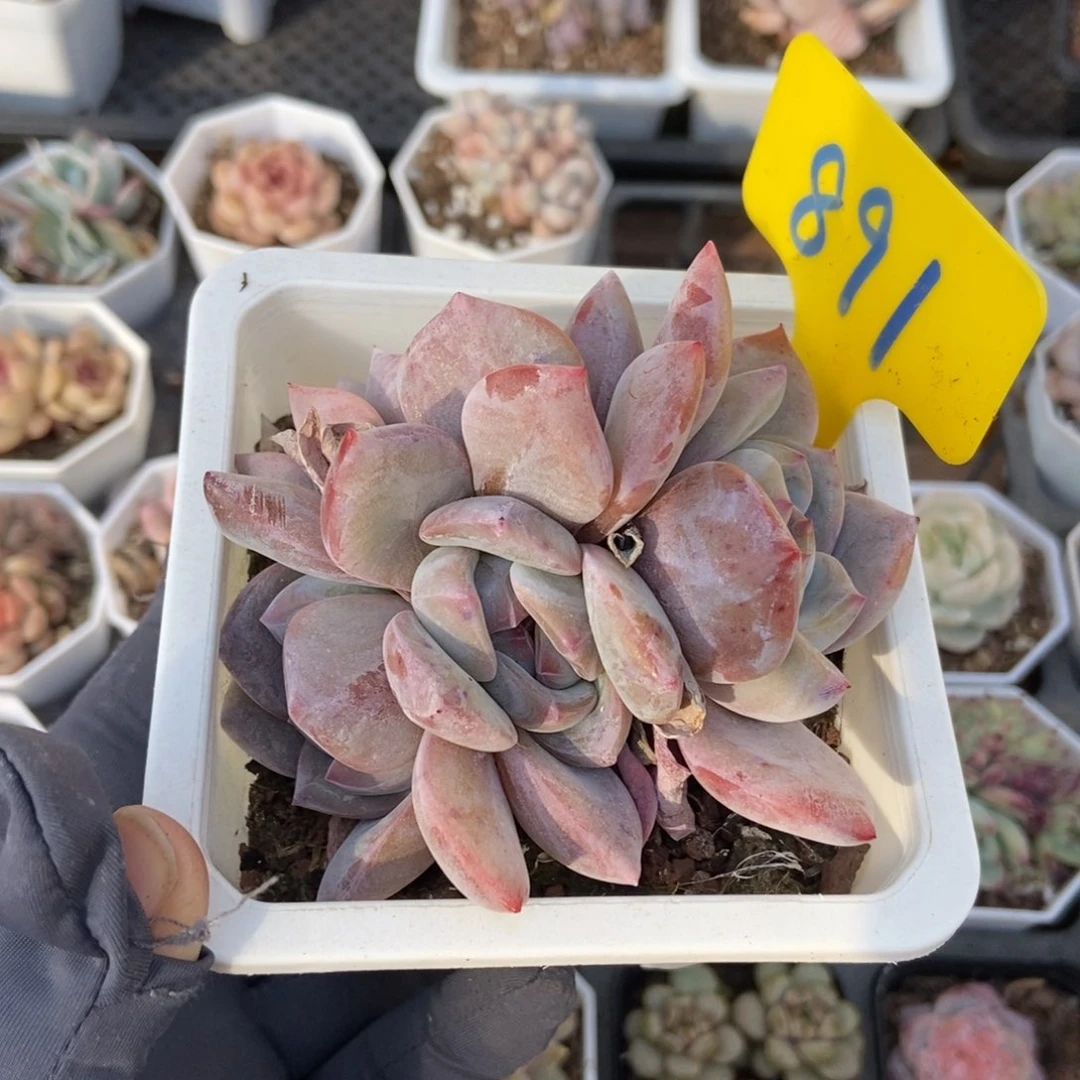 891石榴籽多肉植物保护^_^