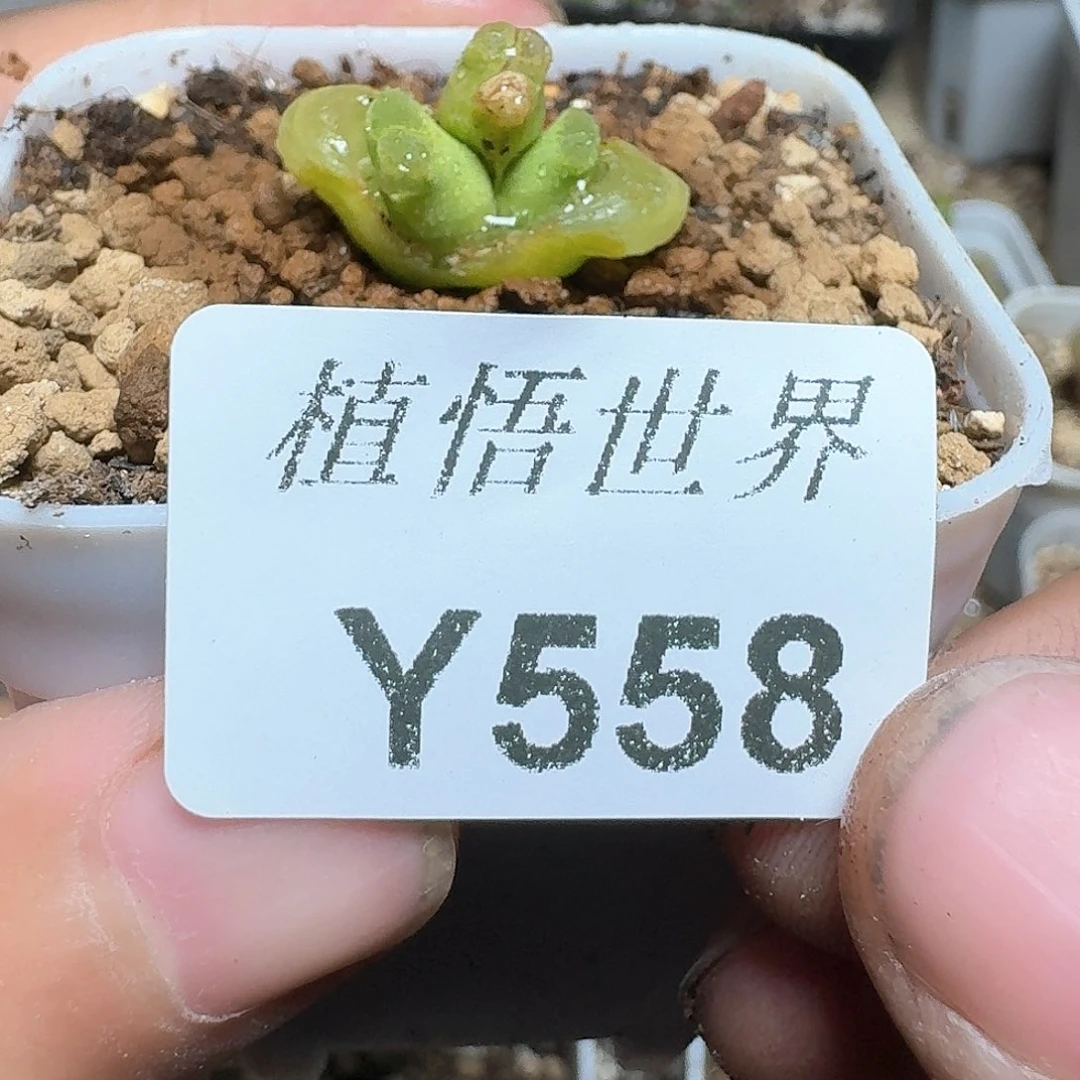 558号多肉植物哇f g