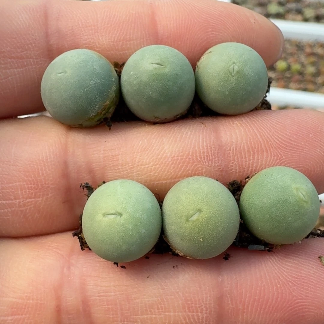 9637六颗鸽子蛋000000000000