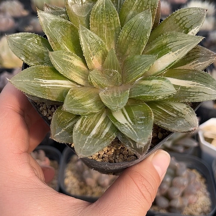 十二卷多肉实生玉露锦