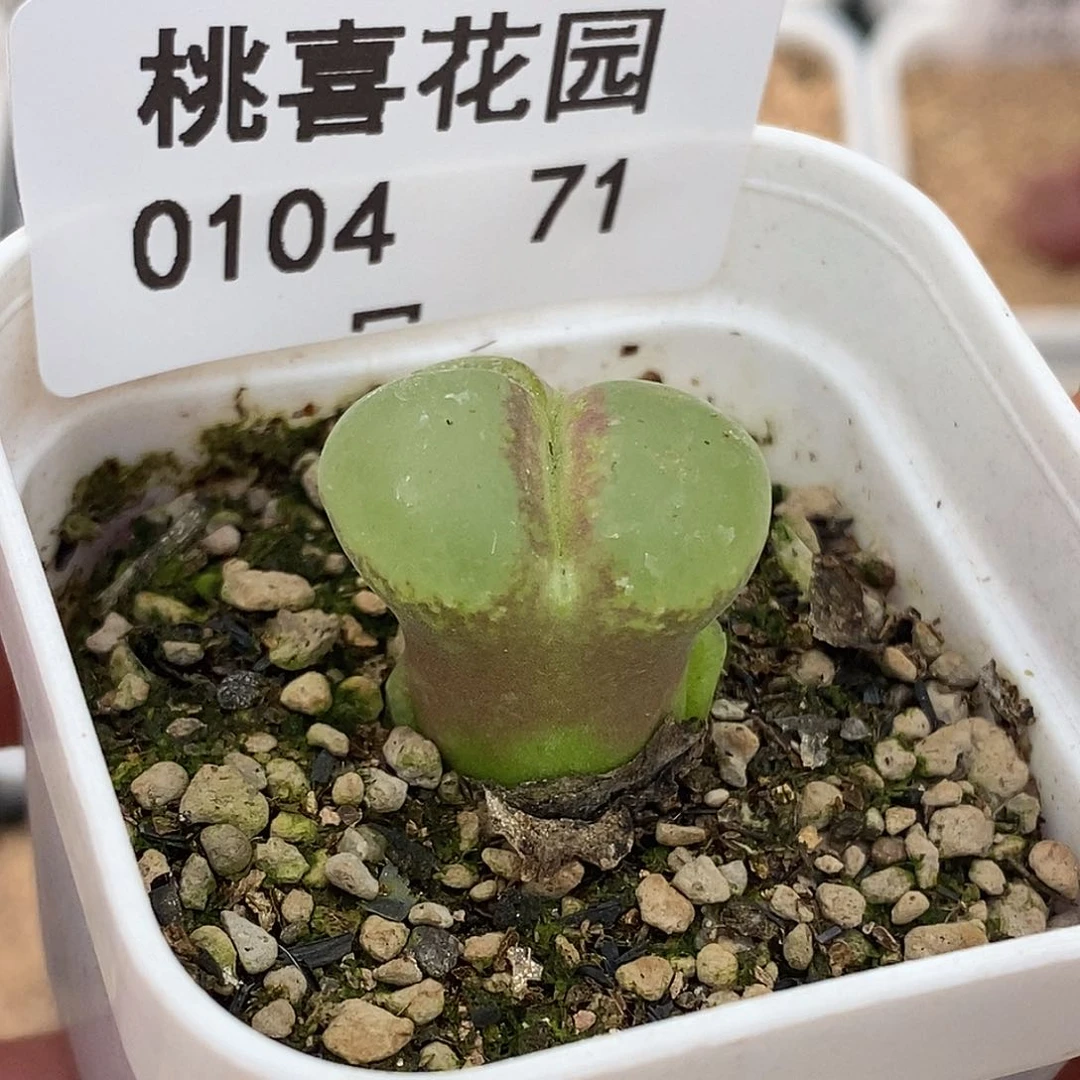 104-71-粉女裂。