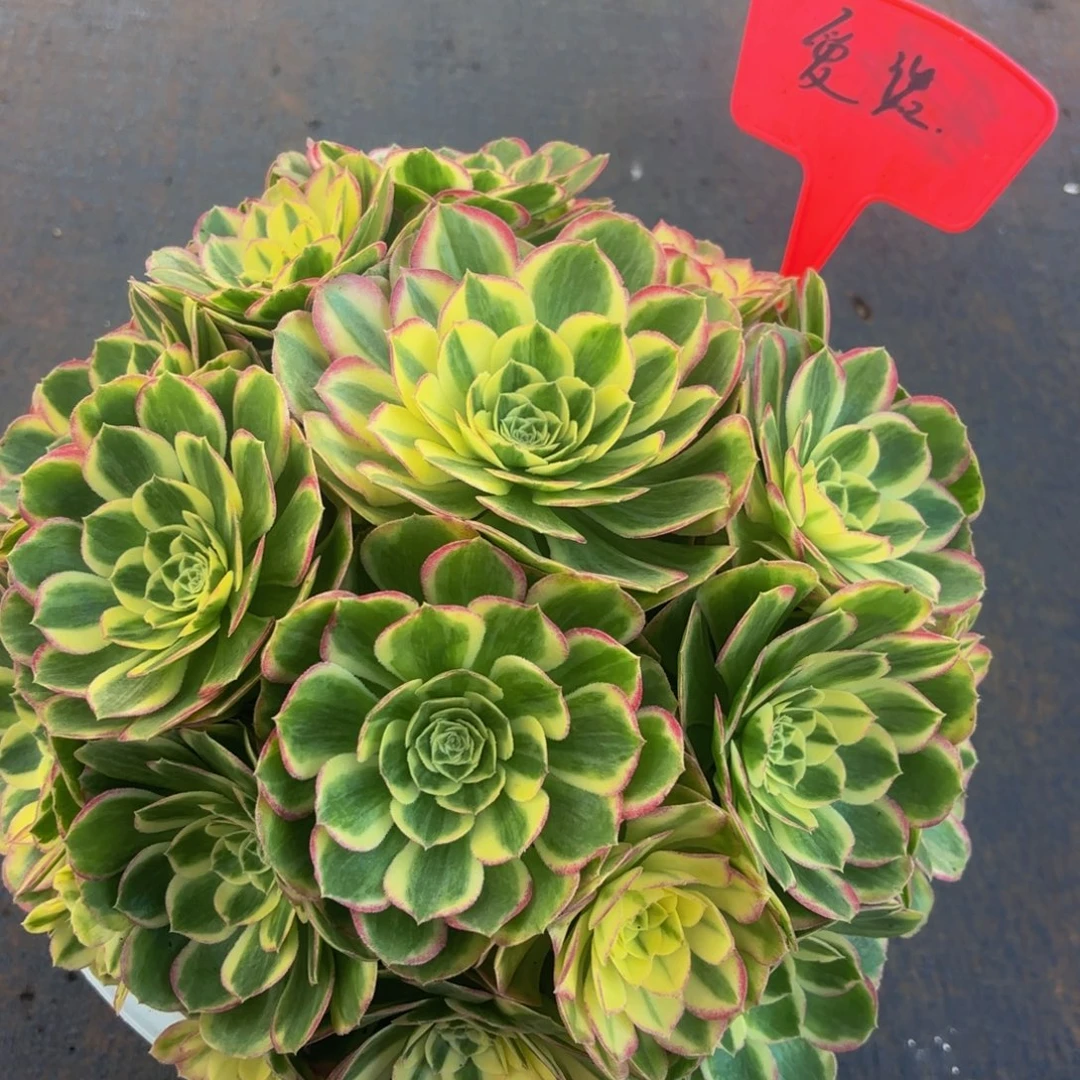 ****诺玉兔多肉植物一颗
