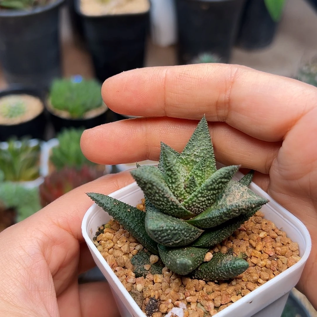 木立龙鳞，木锉 木童子