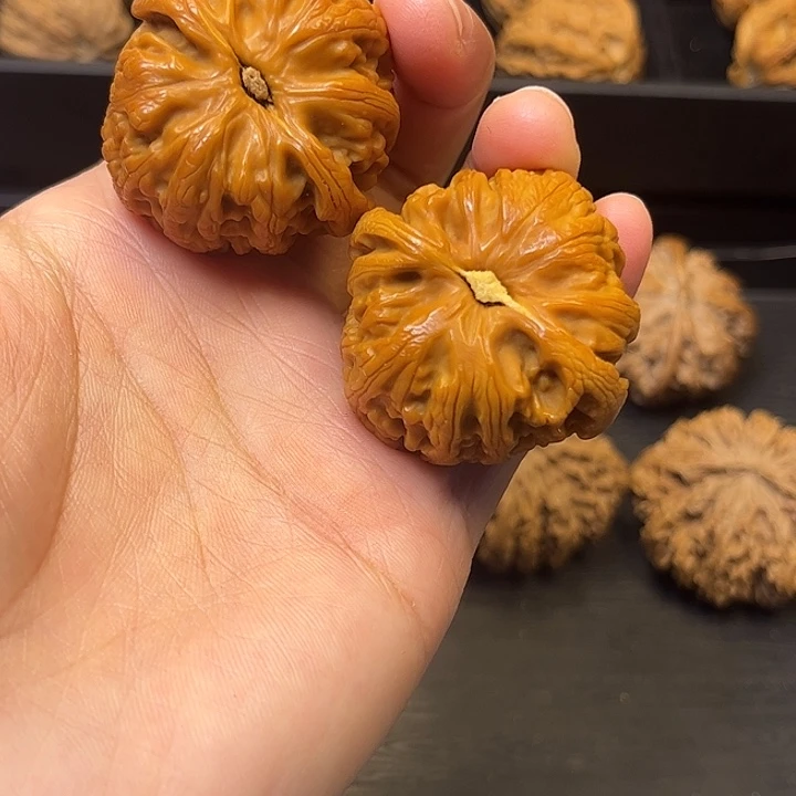 核桃秦岭突突突突突突13