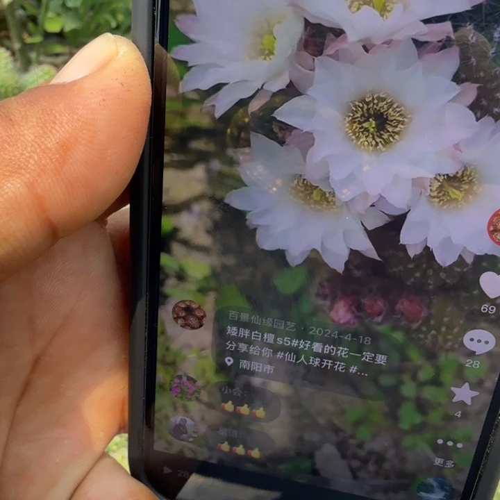 矮胖白檀s5单颗带跟