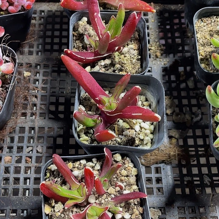 新妖2.8带盆土发货