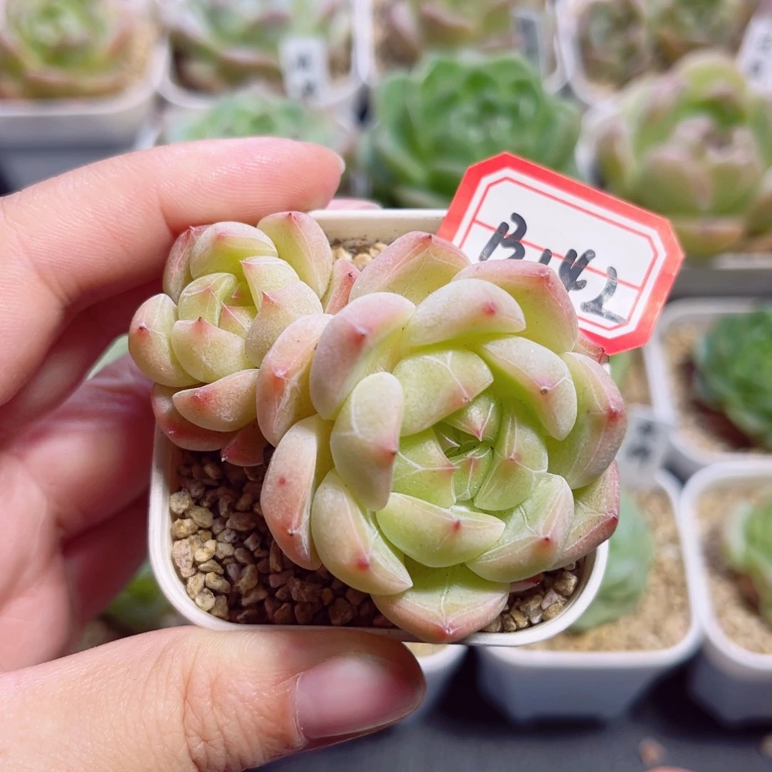 B142 一物一拍 无名氏