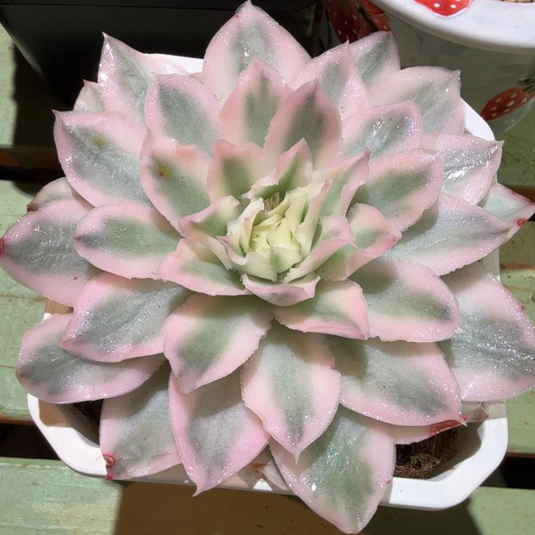紫蝴蝶锦，锦上园艺一物一拍