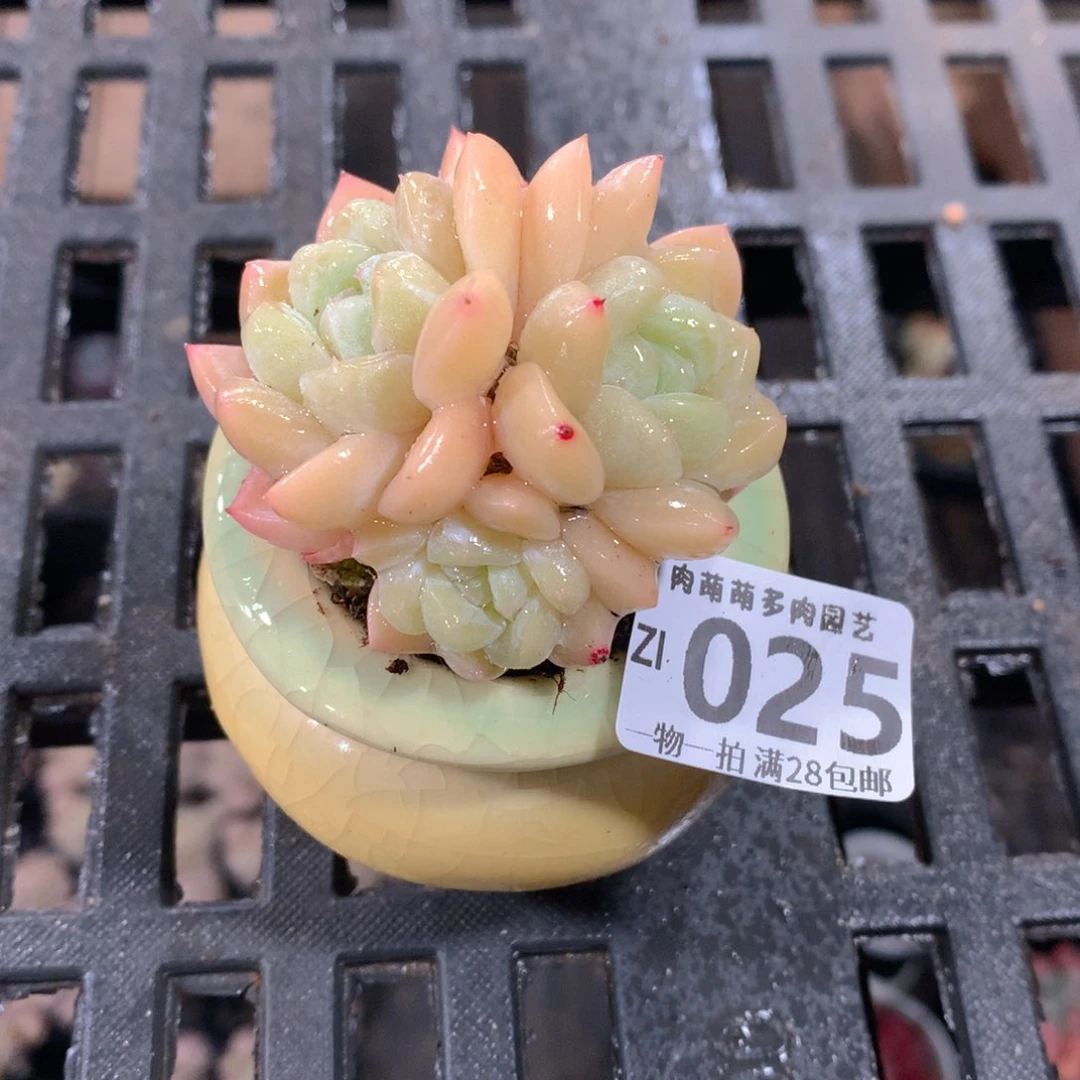 肉萌萌拇指盆精控多肉ZI025