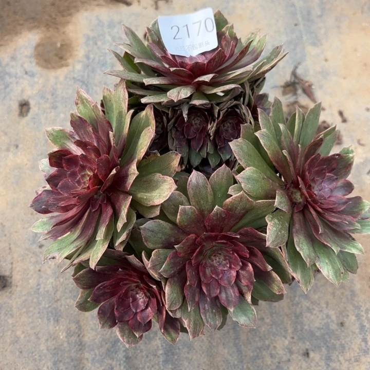 红丝绒多肉处理不包断头2170