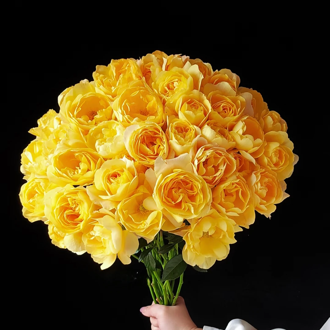 橙汁阳台多头玫瑰【任意两单包邮】云南鲜花  家庭插花