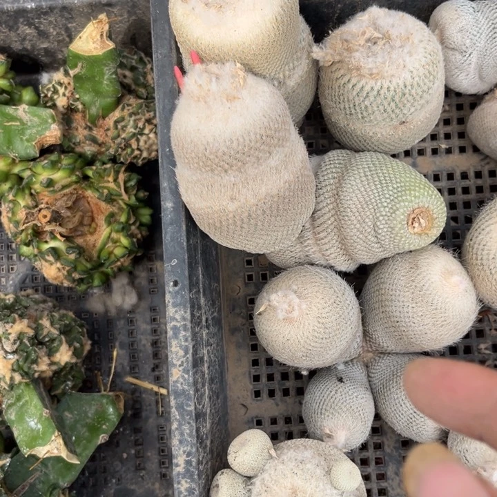 请****小人帽子开花仙人球