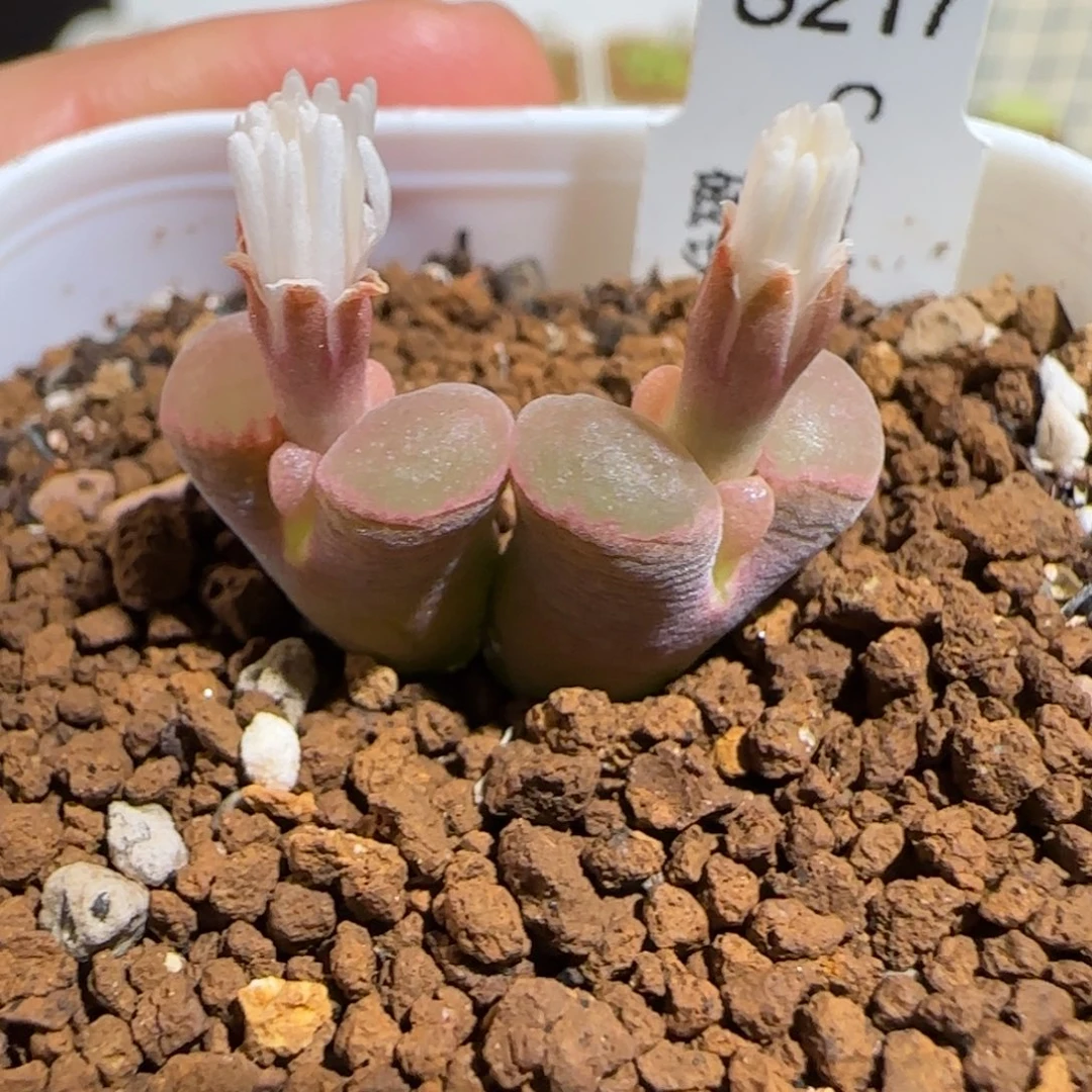 肉锥多肉植物组合-磁铁189