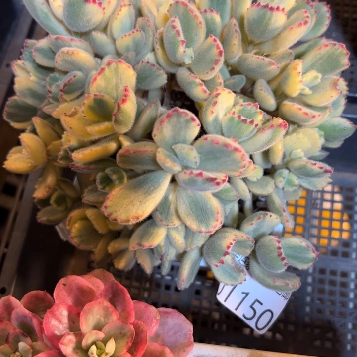 幸运的是我还没遇到你