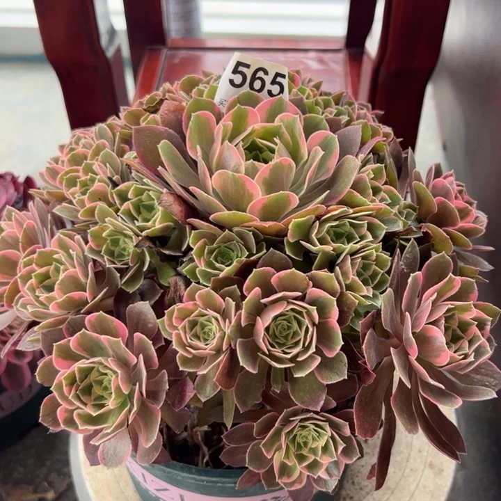 565女妖25厘米嫩庄