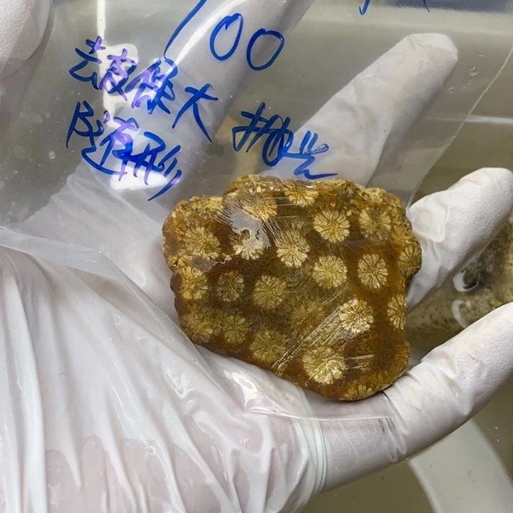 【闪购商品】未镶嵌珊瑚玉硅化玉今****天