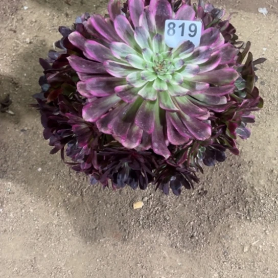 819黑暗女神多肉植物花了