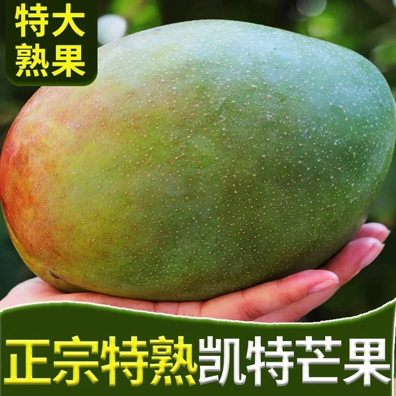 放软吃攀枝花凯特芒果大脸芒新鲜水果新鲜整箱现摘现发整箱包邮