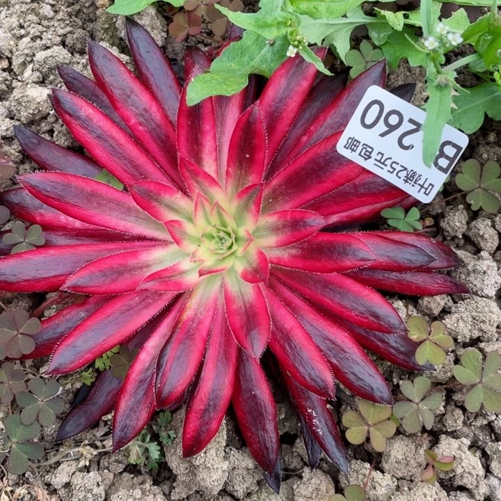 260朱雀多肉1，12345678