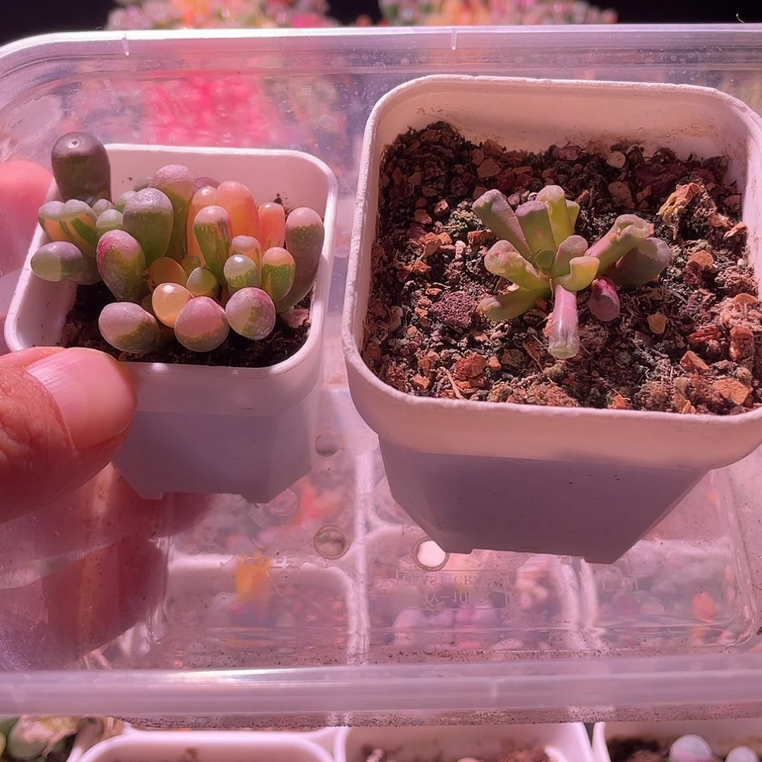 五十玲玉锦送菊晃玉包邮