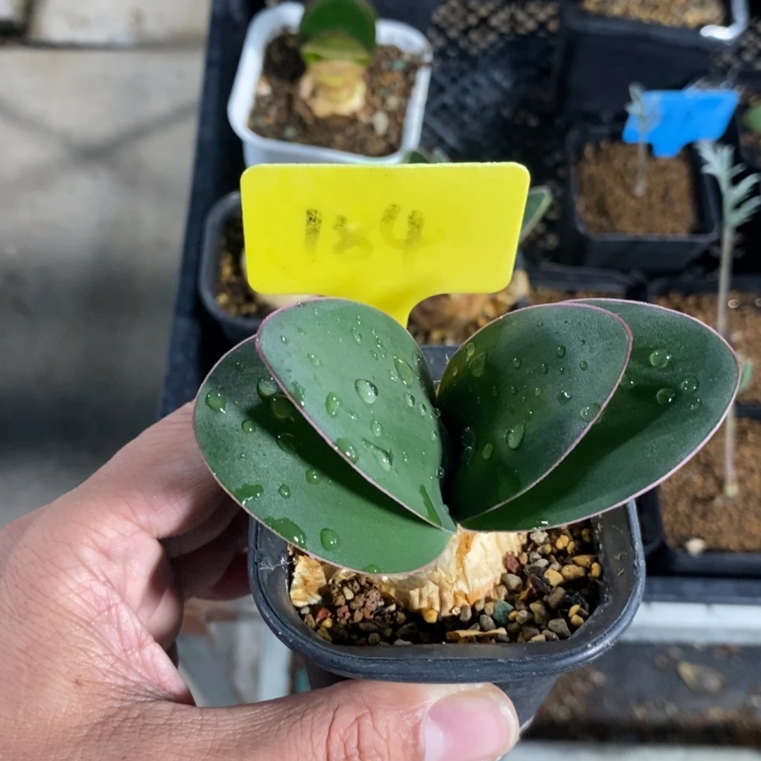 红边灯台百合一个