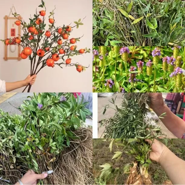 临时链接  云南本草当季各类鲜植绿叶