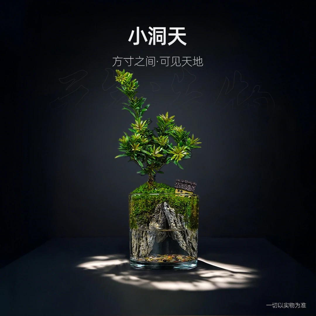 【国风】小洞天—红叶罗汉松真石成品真植物【尺寸：10*10】