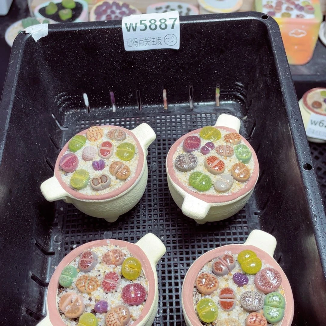 w5887圆锅锅一份一盆量拍