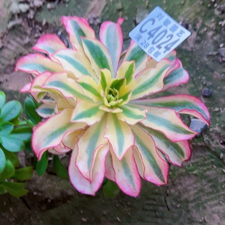 4024魅影多肉植物法师无根